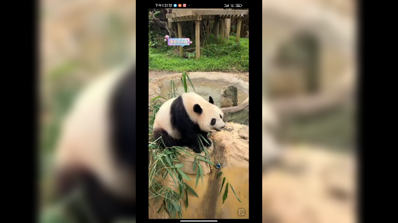 饲养员丢了一个红苹果给大熊猫吃