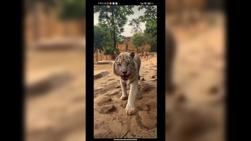 白虎还挺凶的，天天都想着吃肉
