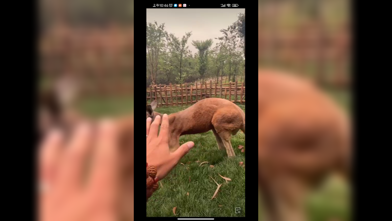 动物园新来的袋鼠有点怕人啊