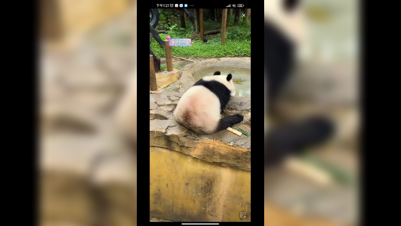 大熊猫喝完水又吃竹笋，好可爱