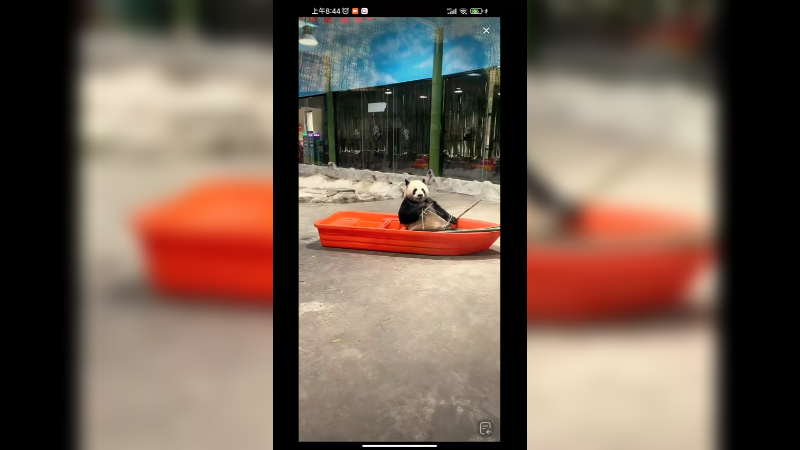 大熊猫坐在船上吃竹子，好悠闲