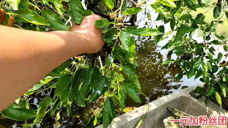 【户外】微山湖捕鱼武工队的精彩时刻 20230513 14点场