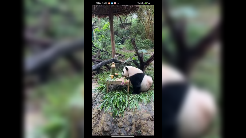 广州的大熊猫也过母亲节