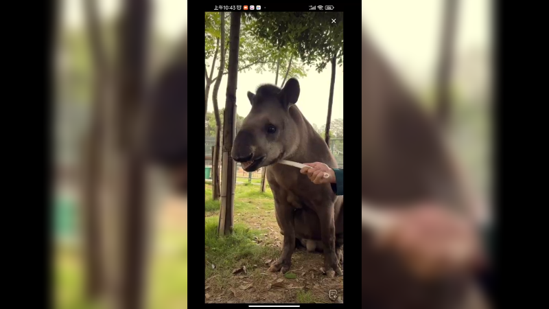 这是南美貘，看起来好像野猪吗