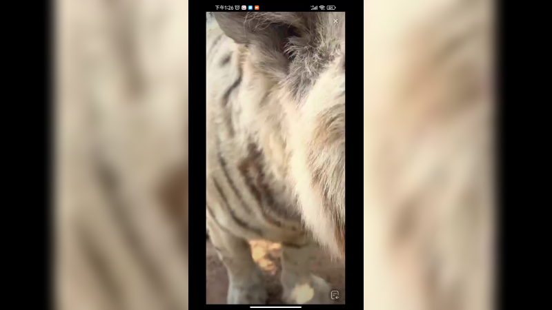 这是孟加拉白虎，看起来可爱