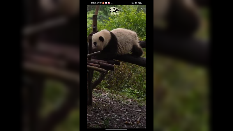 爷爷一直喊花花，花花假装听不见，过了很久才来