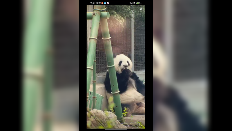 大熊猫萌兰三太子吃竹笋好快乐的