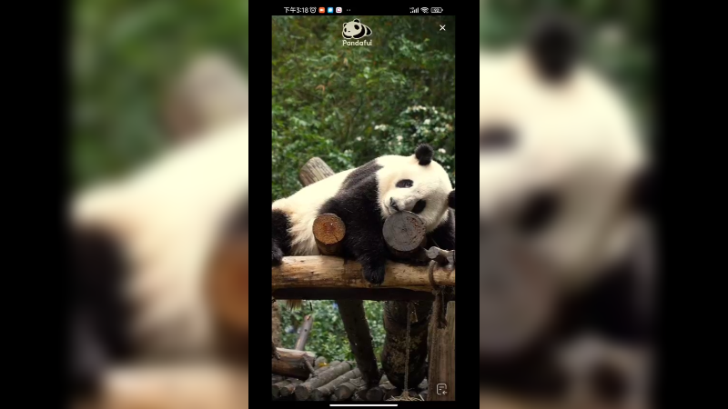 大熊猫和叶在睡觉，姐姐花花在忙着吃竹子