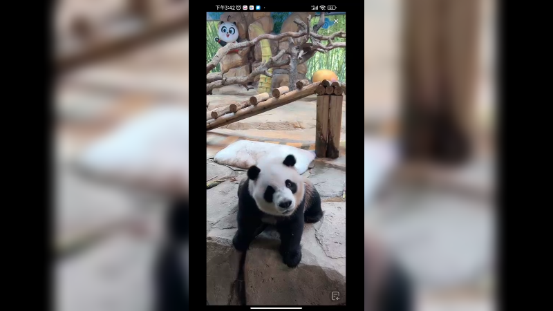 大熊猫酷酷吃竹笋好可爱