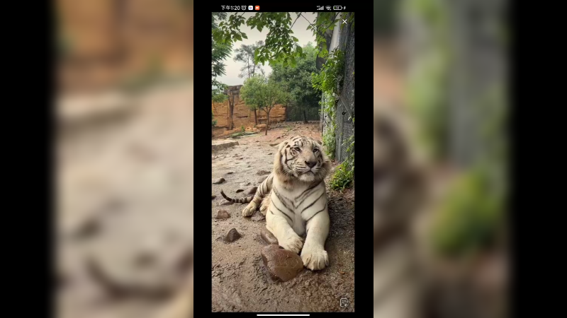 下雨天孟加拉虎在发呆