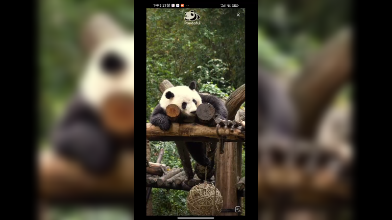 大熊猫和叶安静午睡，姐姐花花吃竹子好可爱