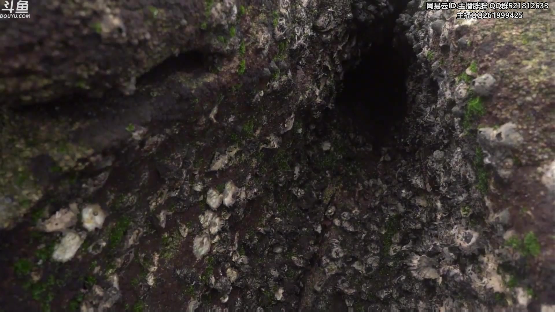 【2023-05-18 02点场】胖胖灬：胖胖OB：欧服 JD T1 赛前排位