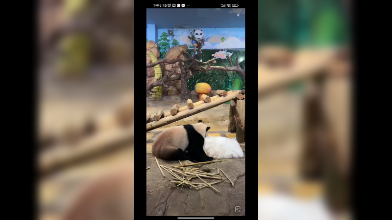 大熊猫抱着冰块睡觉，好舒服