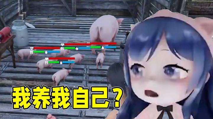 开始养猪咯！发财咯！