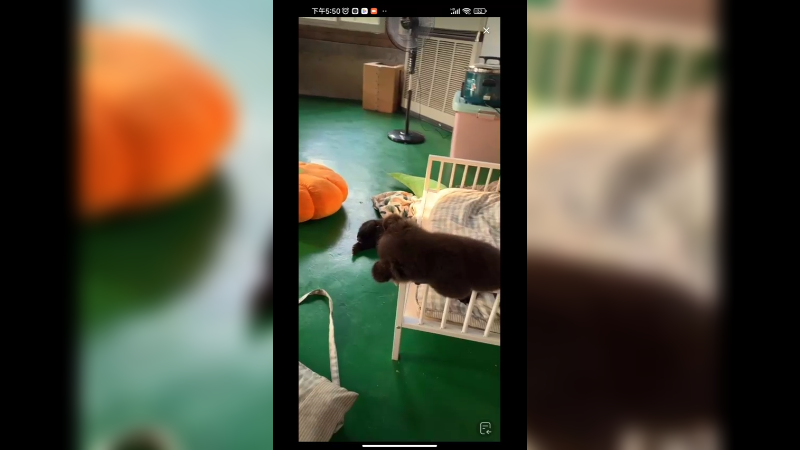 小黑熊还在睡觉，奶爸叫他下班了