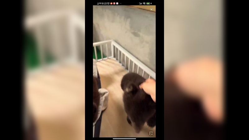 小老虎和小黑熊在一起上幼儿园，小黑熊在睡觉，小老虎来打扰他