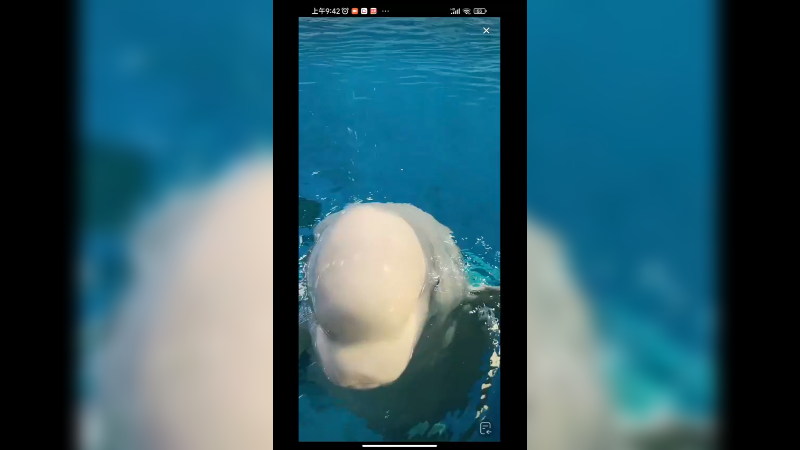 白鲸笑起来好开心啊