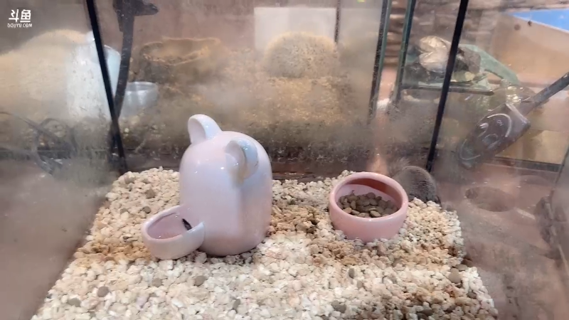 【英雄联盟】不2不叫周淑怡的精彩时刻 20230520 15点场