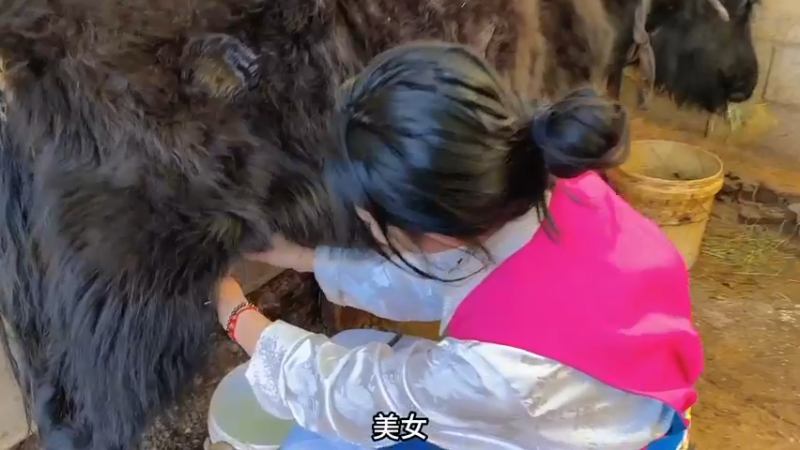 美女在家养了很多牛，还会挤牛奶