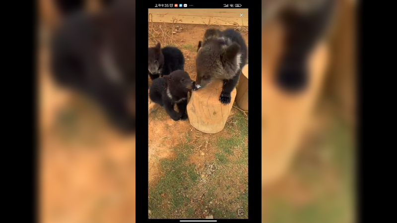 小棕熊在外面玩好快乐啊