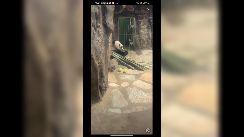 大熊猫在室内悠闲吃竹子