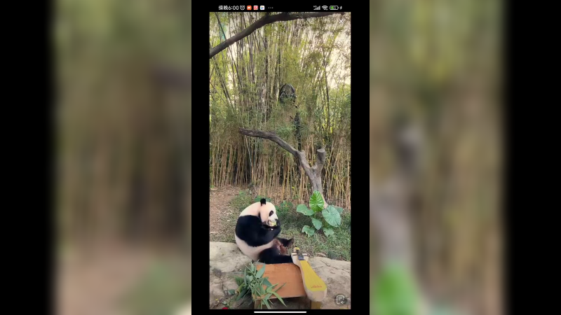 大熊猫吃东西好可爱