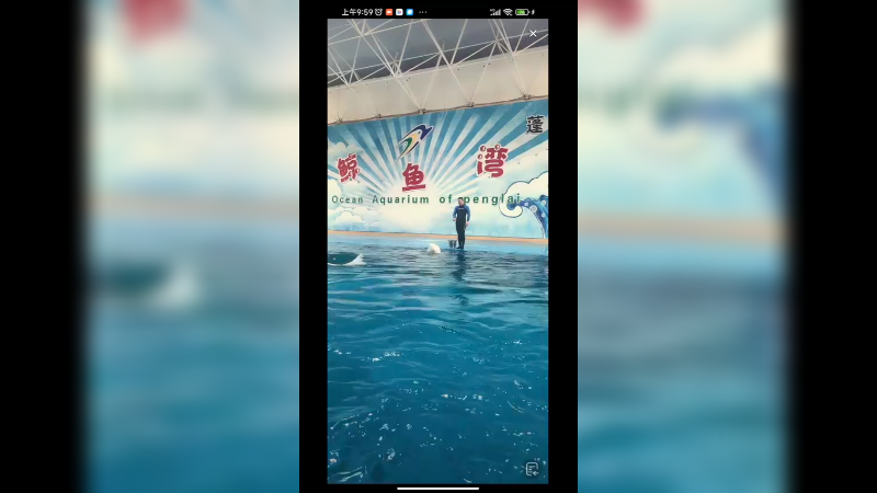 游客排队和白鲸合影