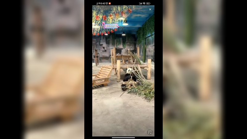 大熊猫坐着吃竹子 好可爱