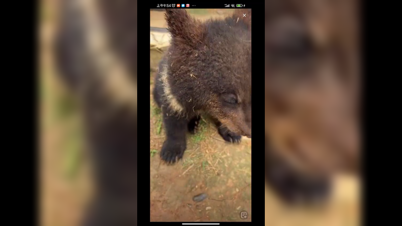 在动物园看小棕熊好可爱，很黏人