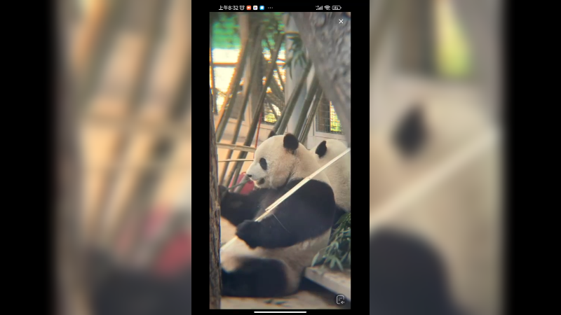 萌兰的双胞胎妹妹萌玉和萌宝在吃竹子