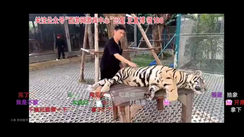 博哥摸老虎有点卡