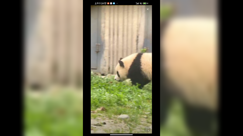 大熊猫小时候好可爱