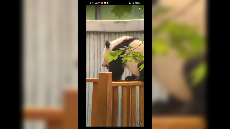 可爱的小大熊猫喜欢爬围墙