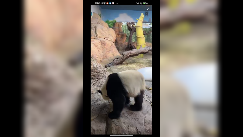 大熊猫吃胡萝卜好快乐