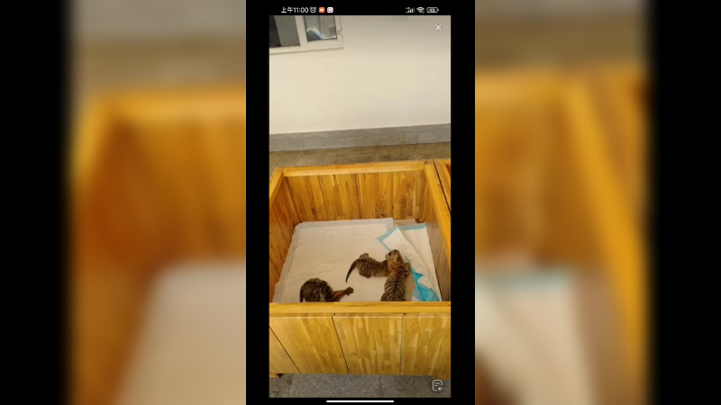 小老虎好可爱，还有婴儿床呢