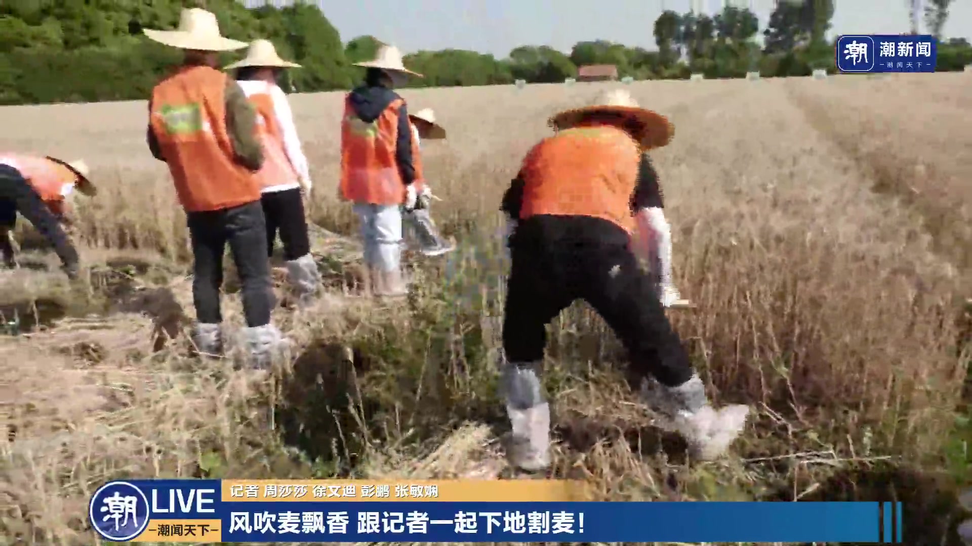 【2023-05-23 15点场】浙江日报直播室：风吹麦飘香 跟记者一起下地割麦！