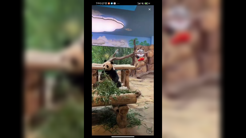 大熊猫坐着吃零食好快乐