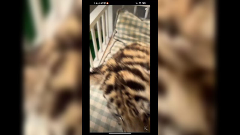 小老虎好调皮啊，提起来就老实了