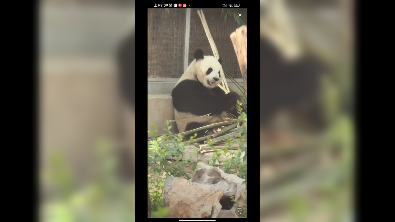 大熊猫三太子萌兰一大早吃竹子，好准时