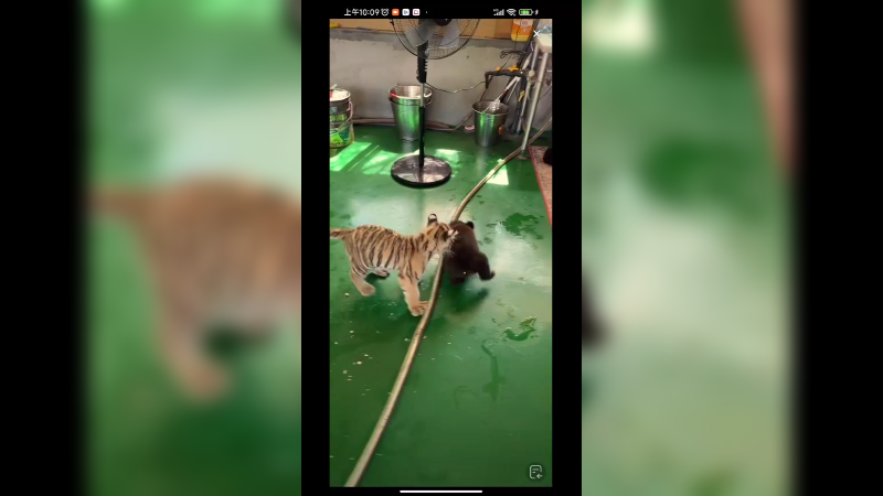 小老虎追着小棕熊玩，小棕熊打不过他