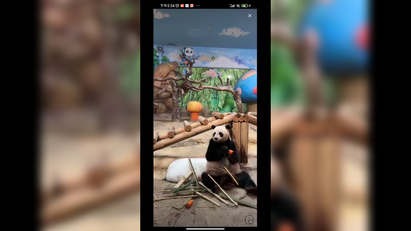 大熊猫坐着吃胡萝卜好看