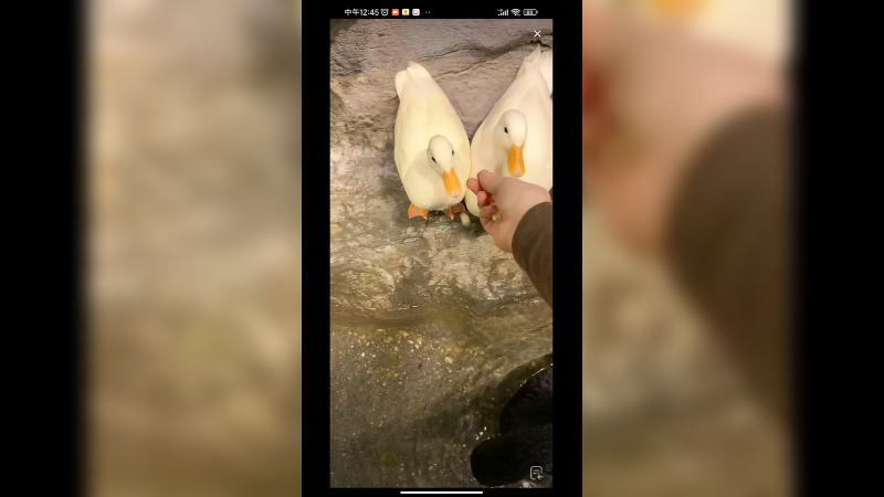 在动物园看鸭鸭和豚鼠