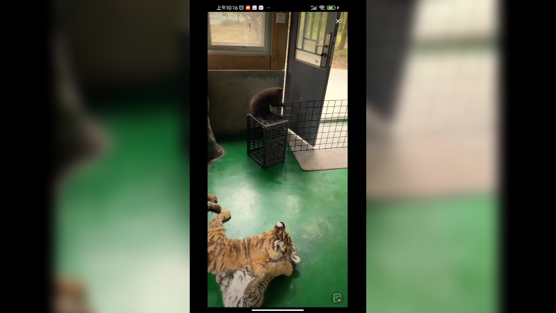 小老虎和小棕熊一起玩的好开心