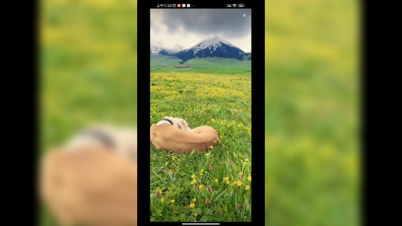 新疆那拉提草原看狗子睡觉好惬意