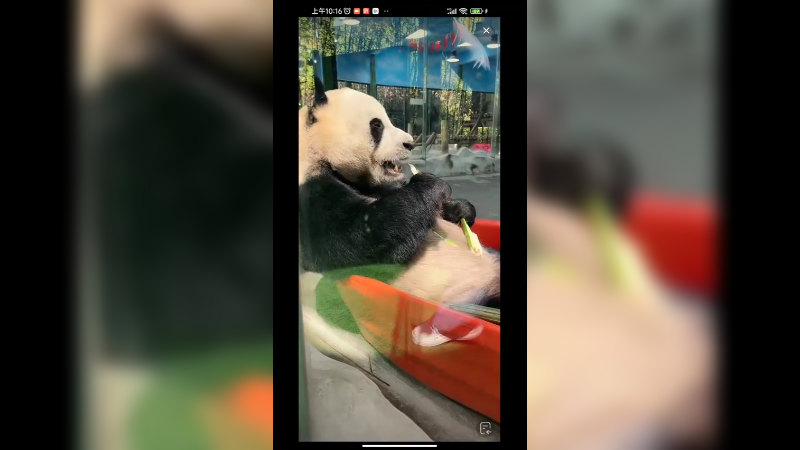 大熊猫坐着吃竹笋好快乐