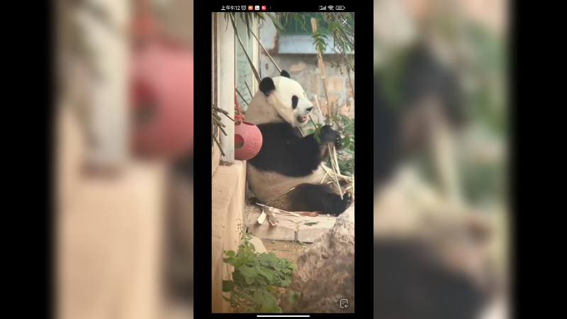 大熊猫萌兰一大早吃竹子，好认真