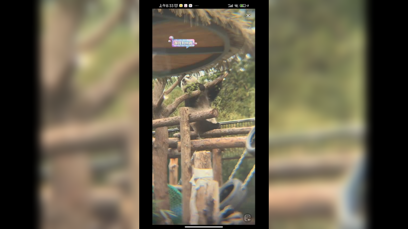 三太子萌兰吃完饭开始整活