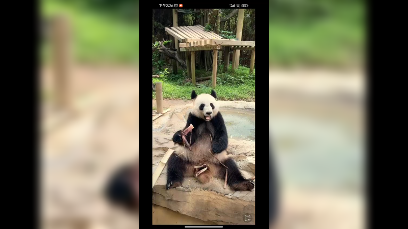 大熊猫坐着吃竹笋，好满足啊