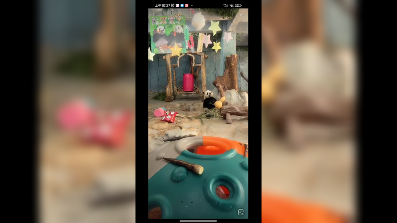 大熊猫住大房间吃东西，好舒服