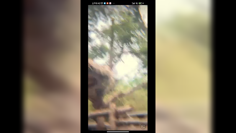 大熊猫爬树上摇一摇，你认识她吗